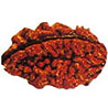 Two Mukhi Rudraksha