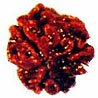 Three Mukhi Rudraksha
