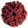 Five Mukhi Rudraksha