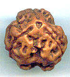 Three Mukhi Round From Nepal