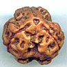 Three Mukhi Round From Nepal