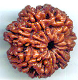 Seven Mukhi From Nepal