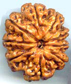 Nine Mukhi From Nepal