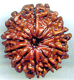 Ten Mukhi From Nepal