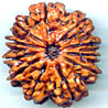 Eleven Mukhi From Nepal