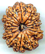 Fourteen Mukhi From Nepal