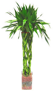 Twisted Sticks Basket