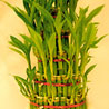 Good Luck Plant - 5 Layers