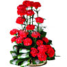 Lovely Carnations