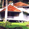 Tall Trees - Munnar